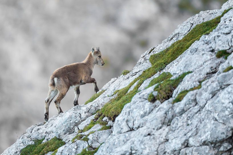 Ibex fawn in the Alps by Dieter Meyrl