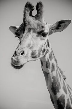 Detailopname van een giraffekop van Fotografia Elegante