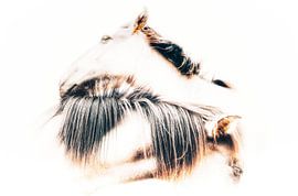 Pferd über Pferd von Maneschijn FOTO