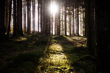 Black Forest Hinterzarten by Luis Emilio Villegas Amador