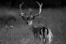 Fallow deer in the wild Dutch countryside (black and white) by Kevin Ike