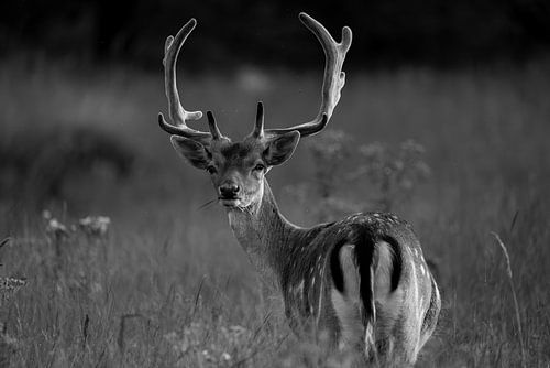 Fallow deer in the wild Dutch countryside (black and white)