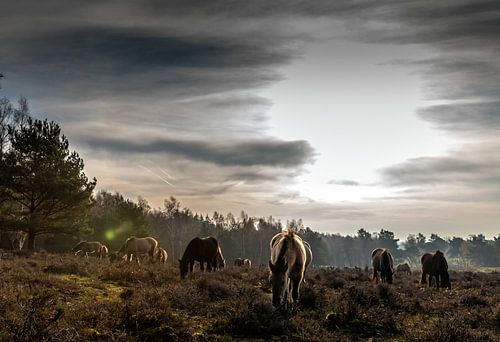 Paarden op Plantage Willem III van Jacques Jullens