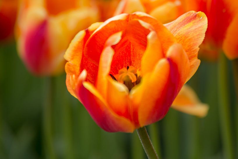 Tulpe von Joram Janssen