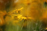 yellow flowers