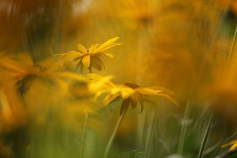 fleurs jaunes par Fotografie John van der Veen