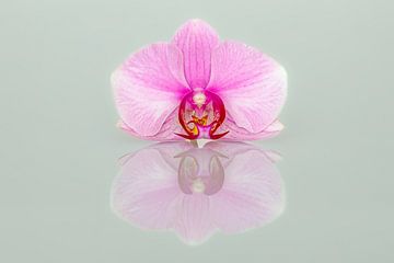 Orchidée sur Roland Brack