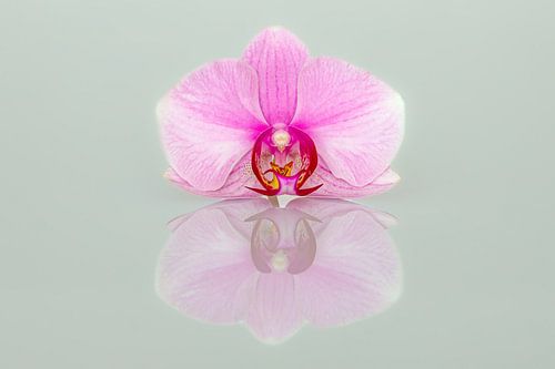 Orchidee