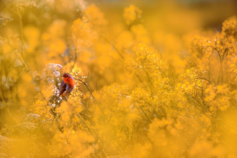 Robin in the Rape Seed by Brian Morgan