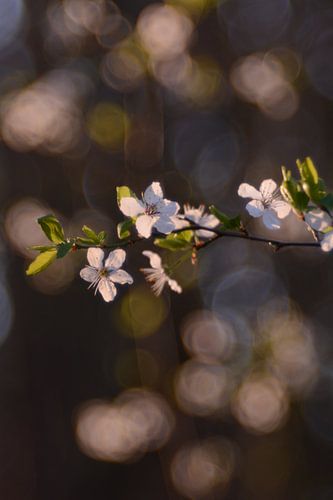 Le réveil du printemps