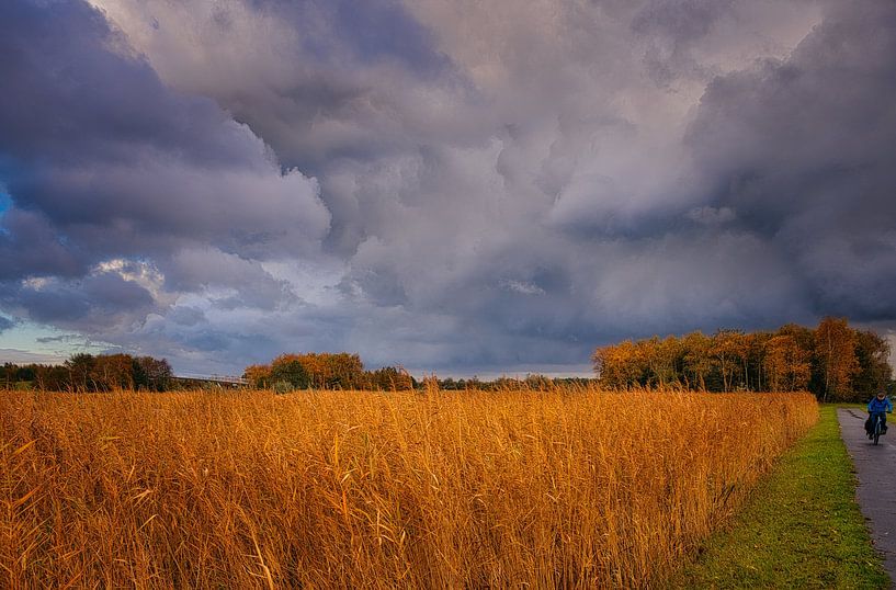 Reeds in autumn colour in Heerhugowaard by peterheinspictures