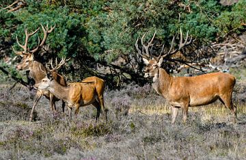 Group male red deer by Merijn Loch