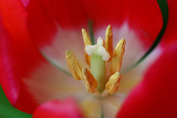 Rode Tulp