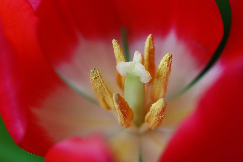 Red Tulip by Mighuel Geutskens