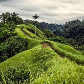 Ceking Ridge Walk van Fabian Bosman