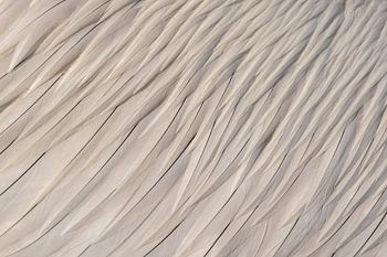 Kroeskoppelikaan-Quellen