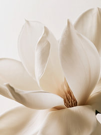 Fleur de magnolia blanc sur IamHomeStudio