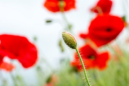 Poppies