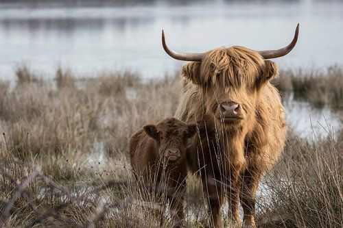Veilig bij mama van Marc van Tilborg