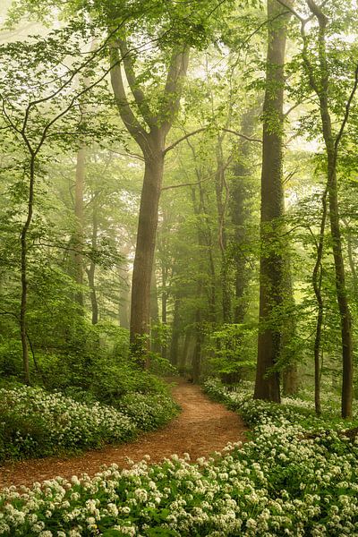 Lass dich vom Geruch leiten von Loris Photography