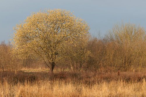 Wilgenkatjes kleuren het eind van de winter