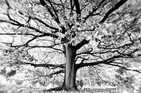 Boom Zwart Wit