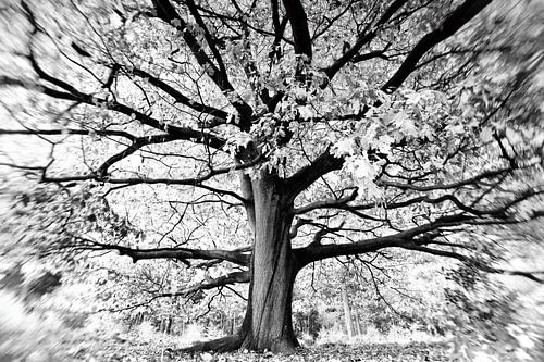 Boom Zwart Wit sur Bertrik Hakvoort
