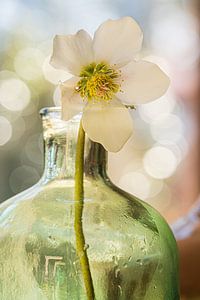 Blume in Vase