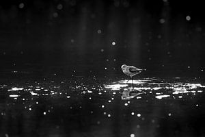 Eenzaamheid in Reflectie Monochroom Vogelportret vogel