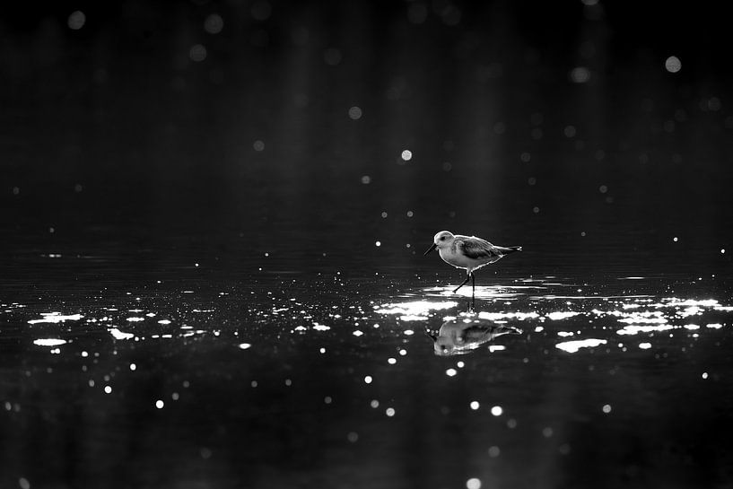 Eenzaamheid in Reflectie Monochroom Vogelportret vogel van Femke Ketelaar