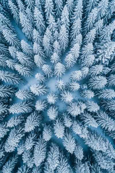 Arbres couverts de neige par Poster Art Shop