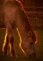 Konik horse in the evening light!