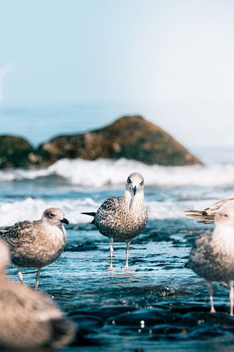Groupe de mouettes et de goélands dans l'eau ondulante - côte de la mer du Nord sur NickedPhotos