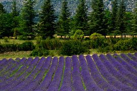 PROVENCE 11 van Miroslav Ptacek
