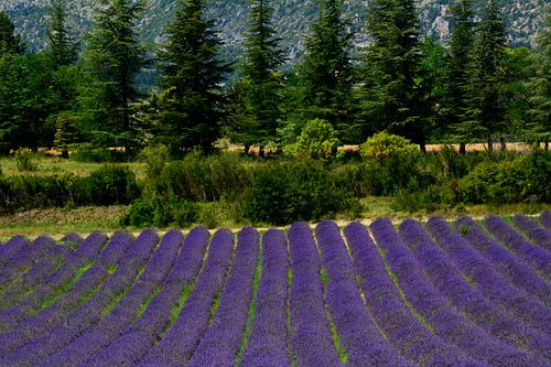 PROVENCE 11