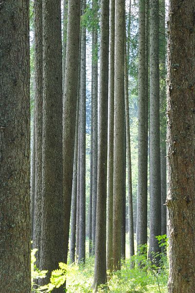 Boomstammen par Marc Smits