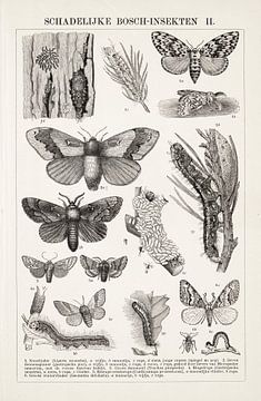 Vintage engraving Harmful forest insects II by Studio Wunderkammer