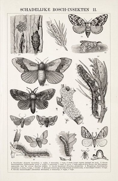 Gravure ancienne Insectes forestiers nuisibles II par Studio Wunderkammer