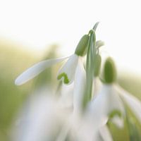 Snowdrop, the first signs of spring 2