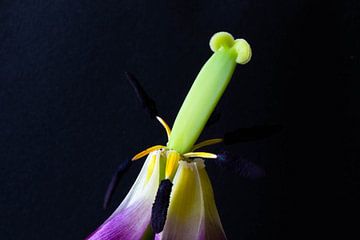 Macro-opname van een uitgebloeide tulp tegen zwarte achtergrond van Anne Ponsen