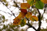 Herfstbladeren