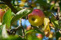 Apple on the apple tree
