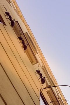 Brno CZ
