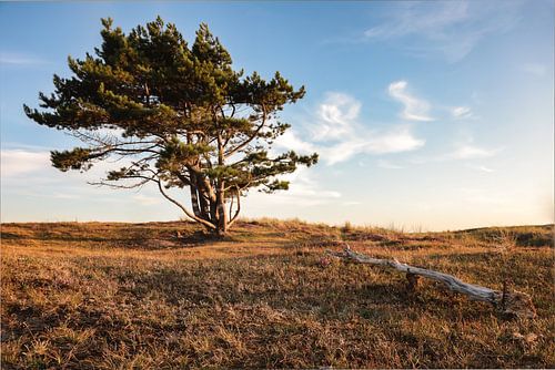 Un conifère dans les dunes