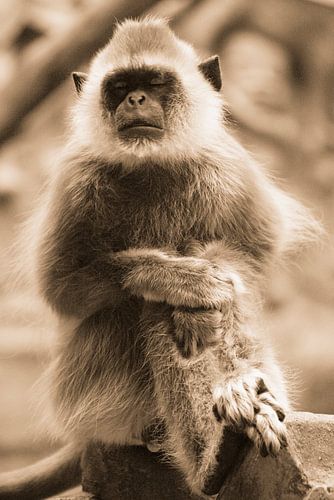 Grauer Langur