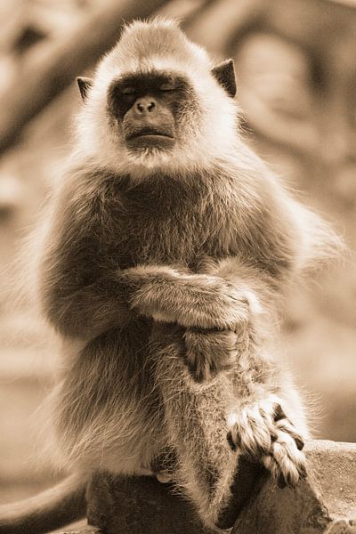 Grey Langur by David Dirkx