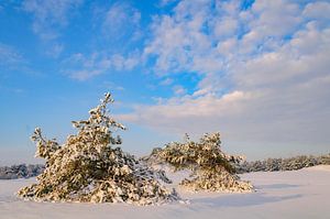 Snowy winter landscape in a drifting sand dune area