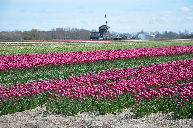 Tulips  by Corinna Vollertsen