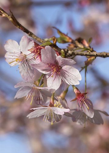 Welkom lente, bloemen bloesem ze zijn er weer!