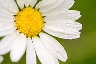 Raindrops by Alena Holtz thumbnail